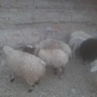 بره وبزغاله وگوسفند وبز|حیوانات مزرعه|زاهدان, |دیوار