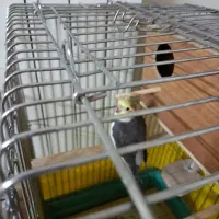 یک جفت عروس هلندی|پرنده|تهران, قیام|دیوار