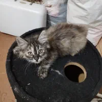 گربهdlhمیکس|گربه|مشهد, امیرآباد|دیوار