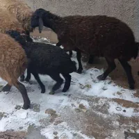 حیوانات مزرعه