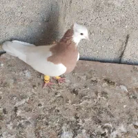 کبوتر طوقی زرد|پرنده|مهر, |دیوار