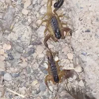 فروش عقرب
