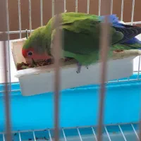 کوتوله ماده بالغ زیبا|پرنده|قم, الوندیه و گذر صادق|دیوار