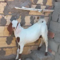 سه تا نری