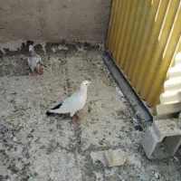 سه تا ماده آماده|پرنده|شیراز, دشت چنار|دیوار