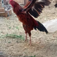 خروس|حیوانات مزرعه|سراوان, |دیوار