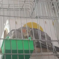 عروس هلندی|پرنده|بروجرد, |دیوار