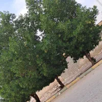 خریدارچوب درخت بید و مورد هستم