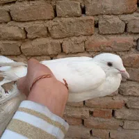 کفتر بادکنکی فروشی