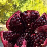 فروش نایاب نهال انار دون سیاه گلدانی کاشت الان