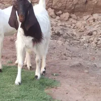 فروش ۵ عدد بز