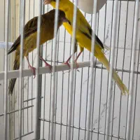 فروش قناری نر و ماده