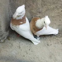 دوتا نر کت لنگ