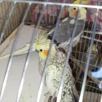 فروش عروس هلندی سخنگو