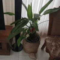 پرنده بهشتی گل لوکس