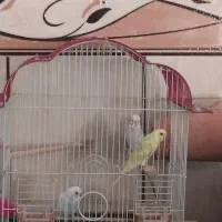 جفت مرغ عشق