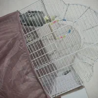 عروس هلندی نر و ماده