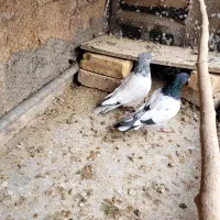 کبوتر کله سیاه سبز الماسی کله ای