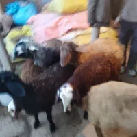 7راسبرهداشتیتوافقی|حیوانات مزرعه|سراب, |دیوار