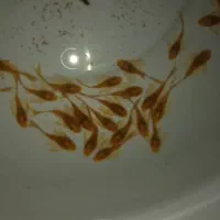 کت فیش پوزه بوته ای سوپر رد