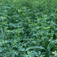 باغ نزدیک شهر