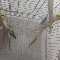 عروس هلندی جفت با قفس