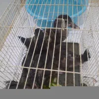 ۳ عدد اردک نژاد دار