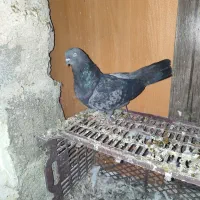 کبوتر