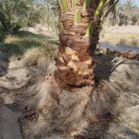 فروش 30عددگوک ربی