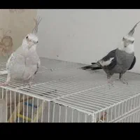 جفت عروس هلندی مولد|پرنده|مشهد, حجاب (شهرک غرب)|دیوار