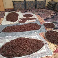 خرمای کبکاب شسته|خوردنی و آشامیدنی|شیراز, حومه شیراز|دیوار
