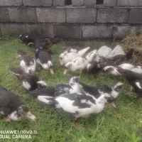 اردک خارجی 5ماهه