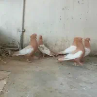 سینه زرد