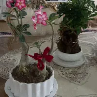 فروش انواع گل و گیاه ویلایی و اپارتمانی