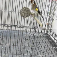 سهره جوجه امسال