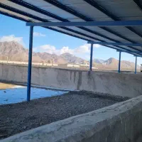 فروش و معاوضه مزرعه پرورش شترمرغ ۱۵۰ راسی|فروش دفتر صنعتی، کشاورزی، تجاری|اصفهان, فرح آباد|دیوار