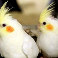 یک‌جفت لوتینو به همراه  چهار جوجه