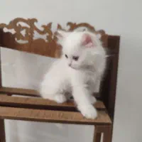 پرشین بریتیش ماده|گربه|ساری, |دیوار