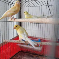 جوجه قناری نر آس بشرط