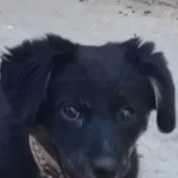 توله ۳ ماه ماده