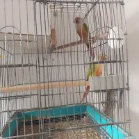 جفت گرین چیک مولد