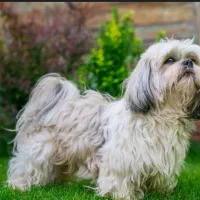 سگ شیتزودرراور