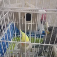 عروس هلندی ماده|پرنده|برخوار, |دیوار