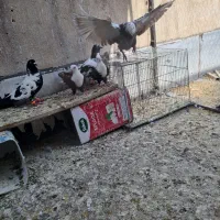 کبوتر شهرستانی نروماده|پرنده|تهران, سبلان (لشگر)|دیوار