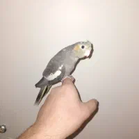 عروس هلندی نر شاه تخم|پرنده|تهران, جوادیه تهرانپارس|دیوار