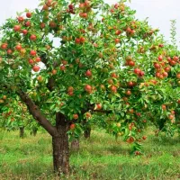 سیب درختی چینی