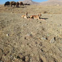 سلام واگذاری دوتا تول تازی|سگ|کمیجان, |دیوار