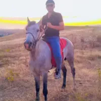 اسب کرد بسیار آرومو سواری دار|اسب و تجهیزات اسب‌سواری|ورزقان, |دیوار