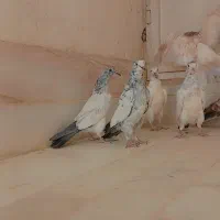 جوجه پرشی تضمینی|پرنده|میبد, |دیوار