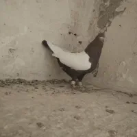 کفتر دورنگ دم سیاه نرمست شلاقی|پرنده|الوند, |دیوار